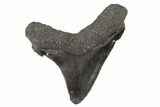 Serrated, Angustidens Tooth - Megalodon Ancestor #91137-1